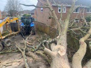 Emergency Tree Surgeon for Fallen Tree